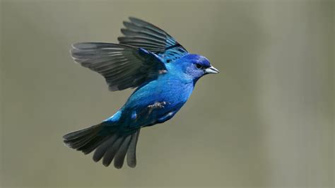 How to track the massive spring migration of birds through your county