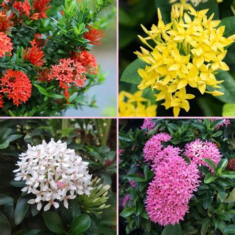 Multi Colour Ixora Rugmini Flowering Live Plants for Home Garden-- 4 P ...