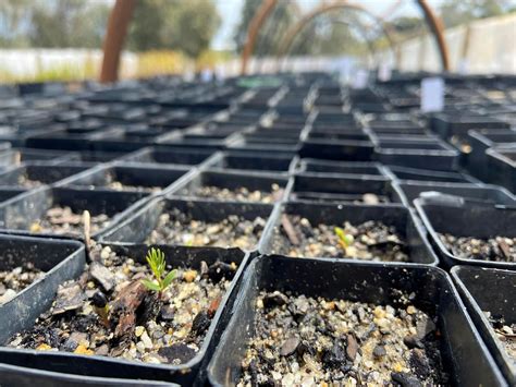 Hills Biodiversity - Nursery Morning - Take II, Hills Biodiversity ...