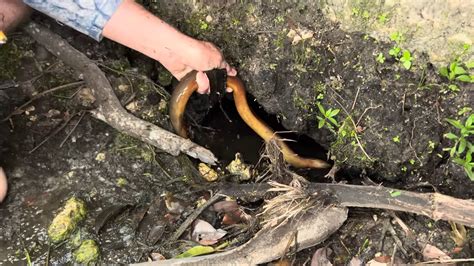 Watch what happens when he grab the Eel