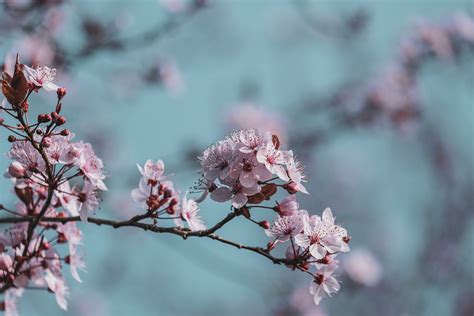 Flower Spring Pink - Free photo on Pixabay