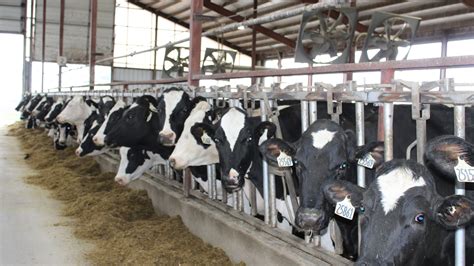 Pandemic 2025 risk: What is H5N1 bird flu?