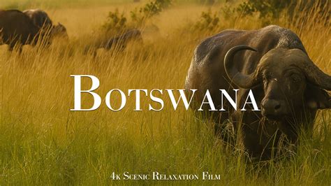 Wildlife and Aerials of Botswana – Captured in 4K