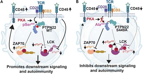 Preclinical study identifies genetic misfire in lupus