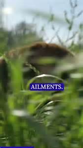 Why do kids love this special therapy dog so much?