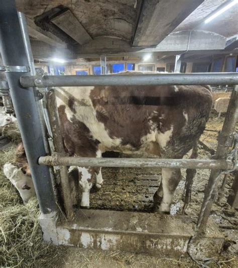 Fleckvieh Erstlingskuh | Luudl