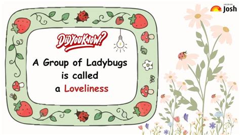 What is a group of ladybugs called?