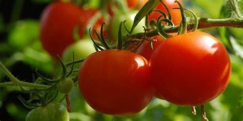 Qué hay que plantar al lado de los tomates para que crezcan más sanos y ...