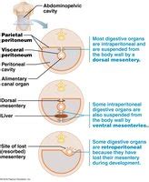 Anatomy & Physiology Digestive System Study Guide | Notes