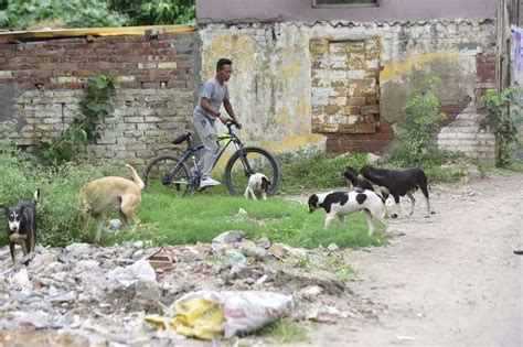 HC transfers stray dog PIL to SC following apex court directions