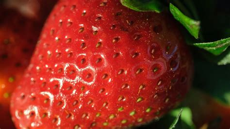 Scientists boost strawberry flavor and nutrition without changing growth | ScienceDaily