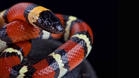 How to identify scarlet king snake, the red reptile commonly seen in ...
