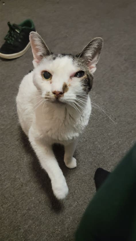 When To Put My Cat Down – When To Put Your Cat Down: Quiz, Checklist & Complete Guide – LWQO