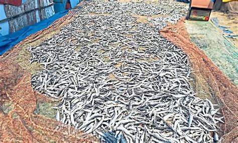 Dry fish traders in distress, shortage of quality fish hits traders in ...