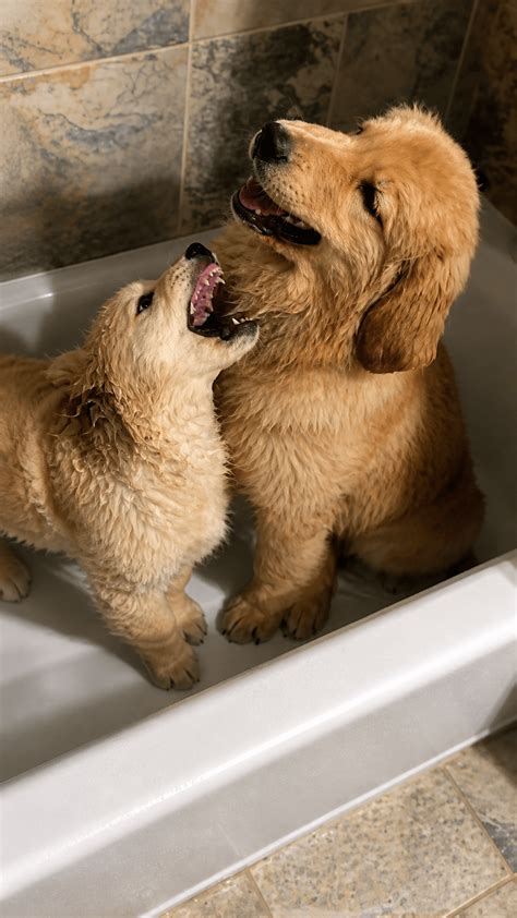 Every puppy does this in the bath
