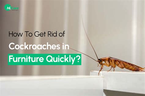 How to Get Rid of Cockroaches in Furniture Quickly? – HiCare (A ...