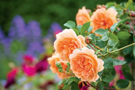 Computer Slots Online - Penfield Gardens Rose Nursery