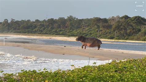 Hippo emerges from lagoon at sunset in stunning wildlife moment