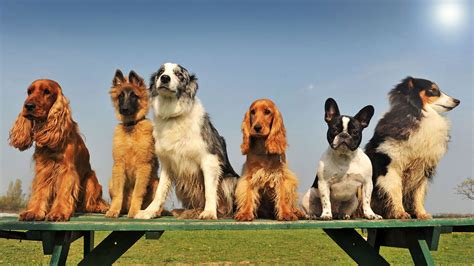 Most popular dog breeds in the US