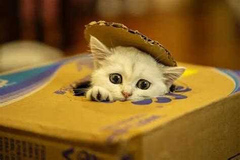 Why does a cat always choose cardboard boxes?