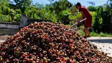 Bupati Kepahiang 'Sekolahkan' Petani Kopi demi Produk Berkualitas