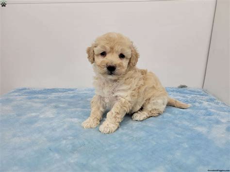 Hanson - Havapoo Puppy For Sale in Pennsylvania
