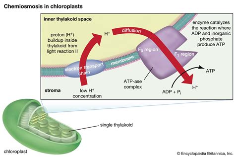 Chloroplast | Diagram, Function, Structure, Location, & Importance | Britannica