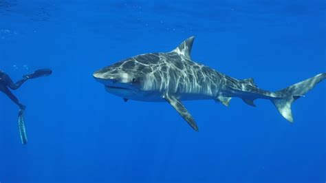 Watch what happens when you swim with a 15-foot tiger shark