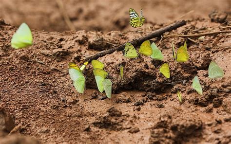 Discover the Surprising 'Dirty' Side of Butterflies: Mud-Puddling Explained