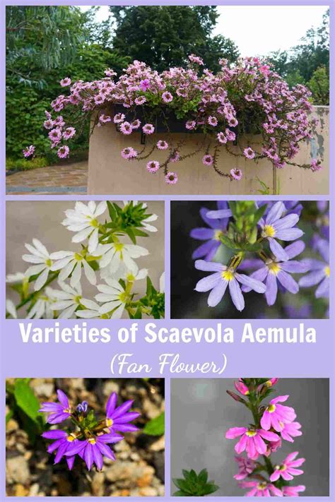 Growing Fan Flower - Scaevola Aemula - Care Tips for Scaevola Plant ...