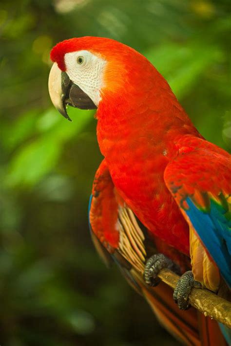 Call of the wild: Costa Rica’s Osa Peninsula