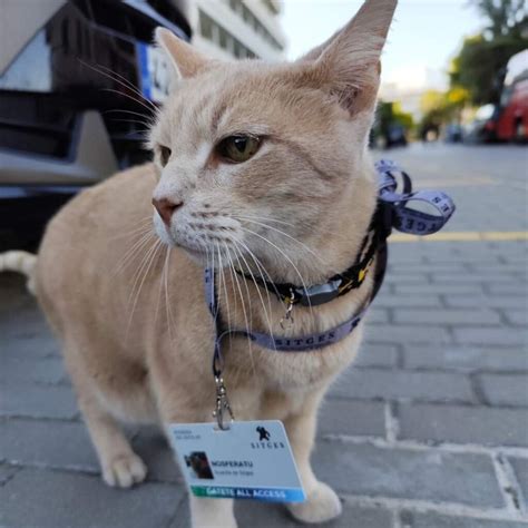 Hotels in Sitges, Spain: best places to stay for an unforgettable beach ...