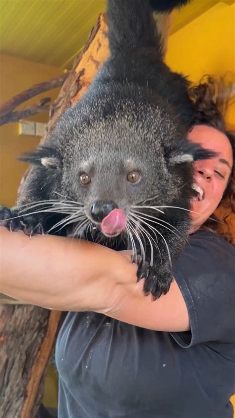 This bearcat was so eager to eat this banana that it climbed onto my shoulders to get it! 😆