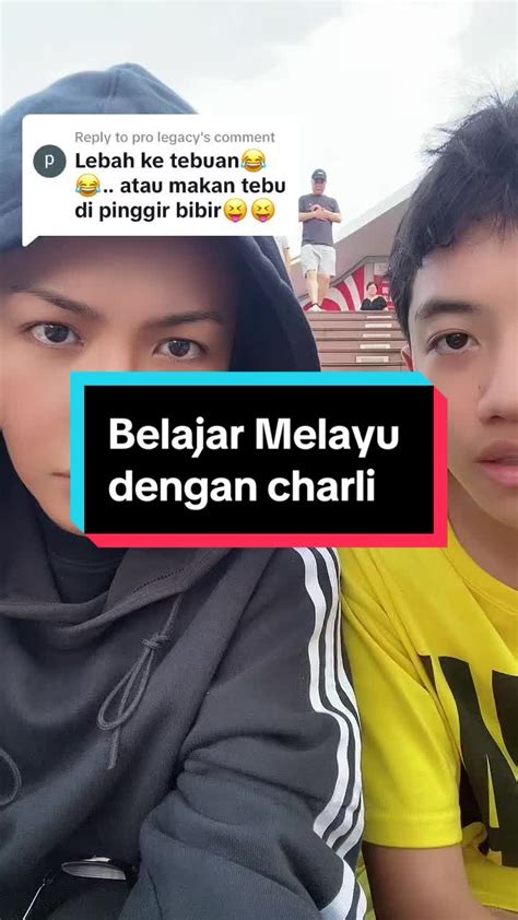 Perbezaan antara Lebah dan Tebuan | TikTok