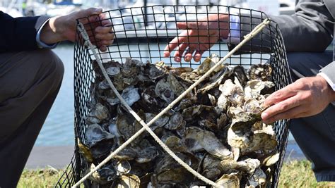 Oysters, 'robust and growing,' enjoy breakthrough year in Maryland