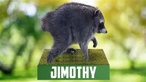 Jimothy the raccoon honored with new bobblehead. How to get one