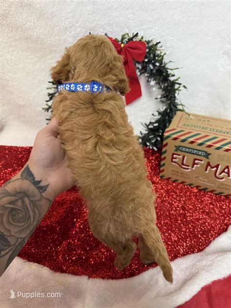 Prince is a Cavapoo puppy for sale in Norfolk, NE