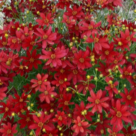 Direct Gardening 1 -Pack Red Flowering Hot Paprika Coreopsis Dormant ...