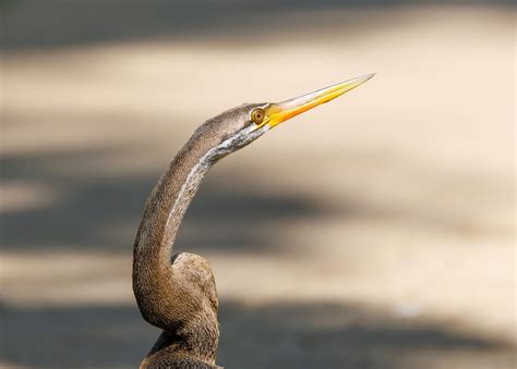 Oiseau Sauvage Photographie - Photo gratuite sur Pixabay