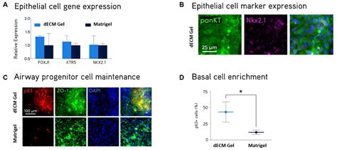 dECM hydrogels 3D culture