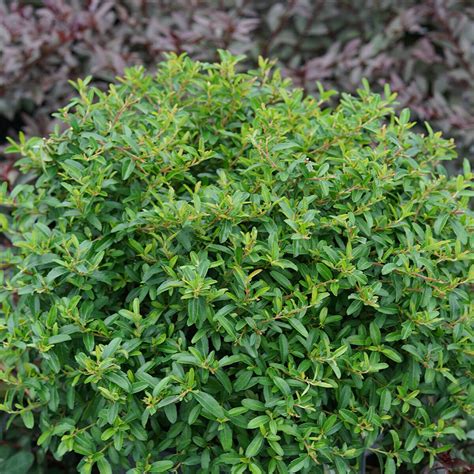 xPyracomeles Juke Box Proven Winners Pyracomeles | SiteOne US