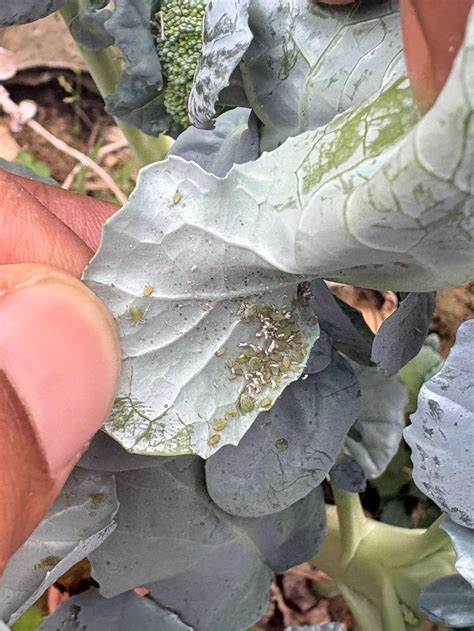 Aphids on Broccoli - What to do?
