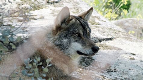 Exploring the Spanish Wildlife and Its 11 Emblematic Animals