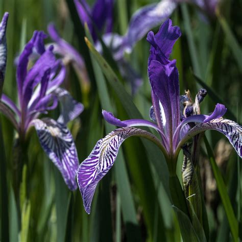Iris Plants 12 X Iris Reticulata 'Blue Hill' Bulbs - Fragrant Purple ...