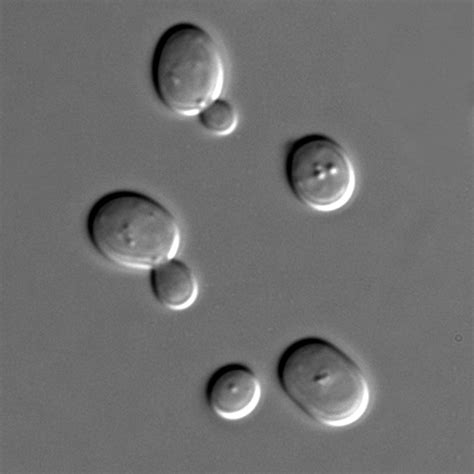 Yeast study offers evidence of superiority of sexual reproduction versus cloning in speed of ...