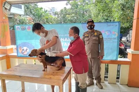 Heboh Video Kucing Diblender Bikin Warganet Syok, Pelaku Tega Menyiksa ...