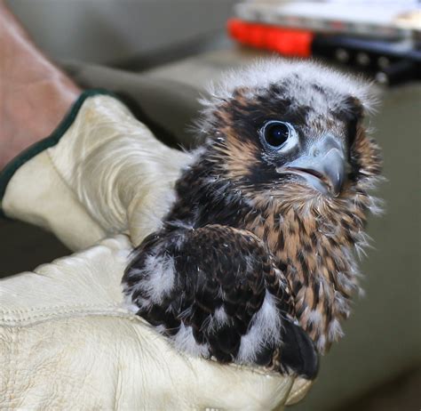 Follow peregrine falcon stages of life, from chick to soaring predator