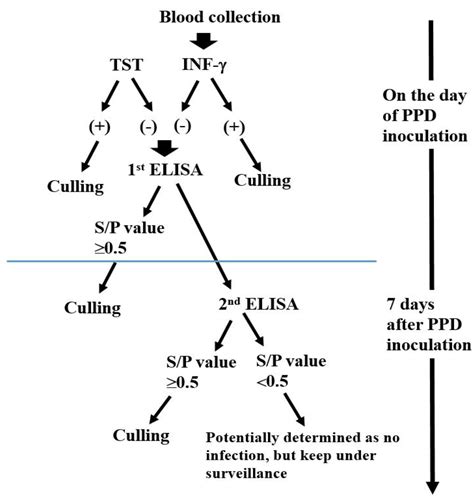 Re-Evaluation of ELISA for the Detection of Bovine Tuberculosis and a ...