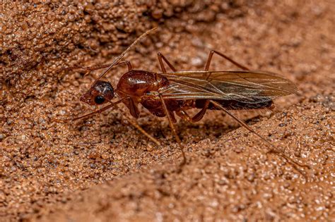 The Real Reason Flying Ants Swarm Your Home Every Year - A-Z Animals
