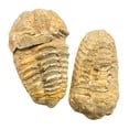 Trilobite Fossil – Genuine Fossil Specimen from Morocco for Collection ...